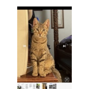 Lost Cat Arbys