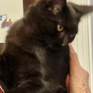 Image of Unknown, Found Cat