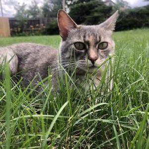 Image of Grey, Lost Cat