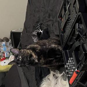 Lost Cat Reeces