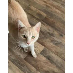 Lost Cat Marmalade