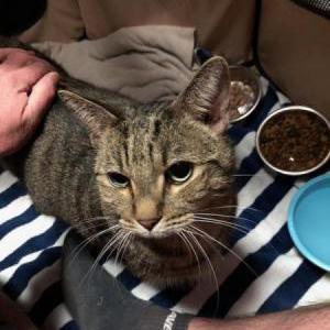 Found Cat Unknown