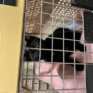 Found Cat Unknown