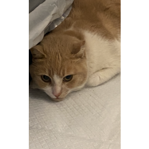 Image of Unknown, Found Cat