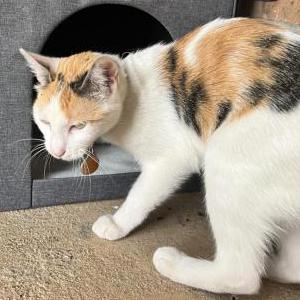 Image of Daisy, Lost Cat