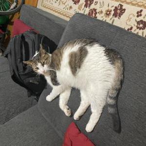 Image of Pretty, Lost Cat