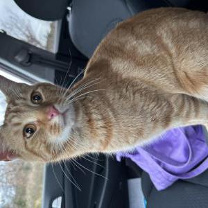 Image of Unknown, Found Cat