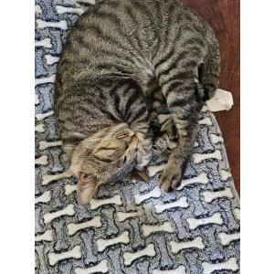 Lost Cat Mashee