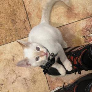 Image of Mulan, Lost Cat