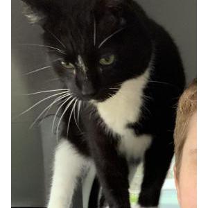 Image of Tux, Lost Cat