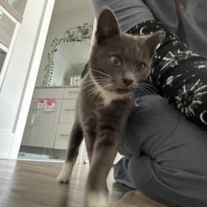 Found Cat Unknown