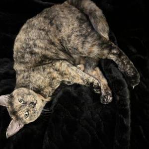 Lost Cat Holly Artemis