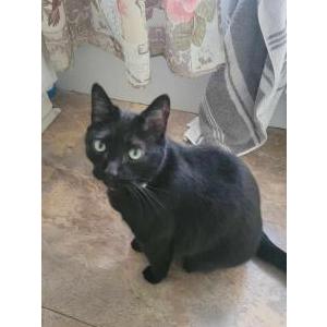 Image of Pandora, Lost Cat