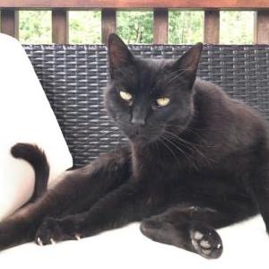 Lost Cat Baby