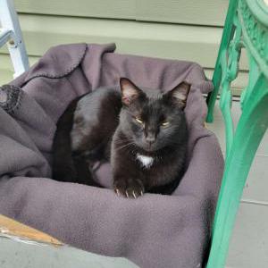 Image of Tiny Panther, Lost Cat