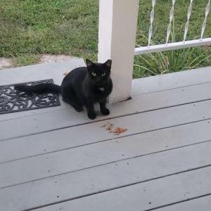2nd Image of Tiny Panther, Lost Cat