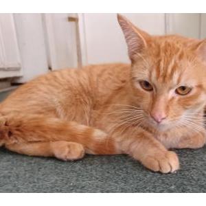Image of unknown, Found Cat