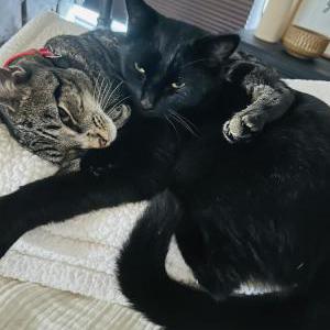 Image of Max, Lost Cat