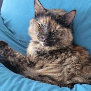 Image of Hazel, Lost Cat
