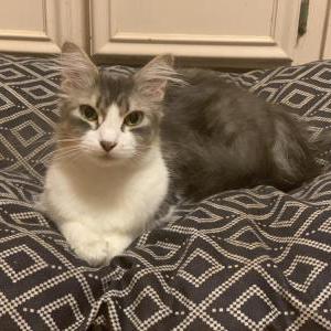 Lost Cat Alvena “Vee  Vee “