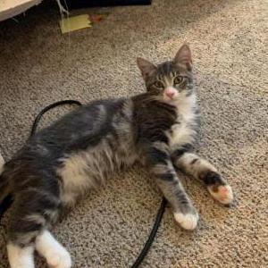 Image of Rick, Lost Cat