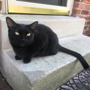 Image of Sammie, Lost Cat