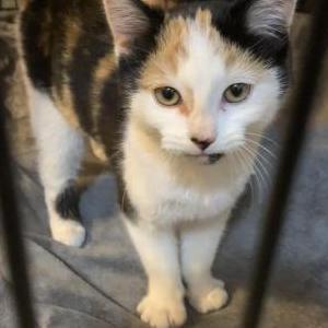 Found Cat unknown