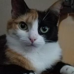 Image of Precious, Lost Cat