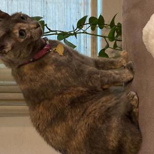Image of Coral, Lost Cat