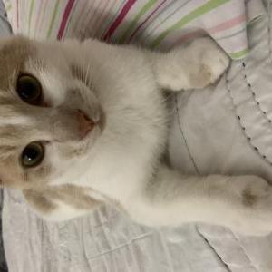 Found Cat Unknown