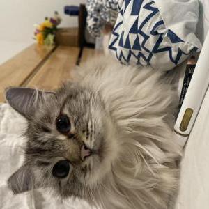 Image of luna, Lost Cat