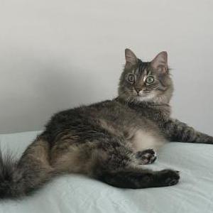 Lost Cat Lily