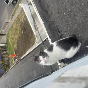 Lost Cat Kamani