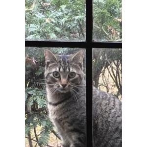 Image of Piper, Lost Cat