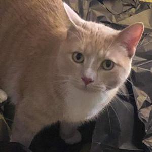 Lost Cat Mac