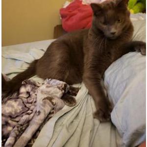 Lost Cat Smokey