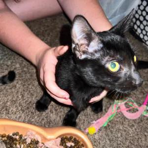 Image of Binx, Lost Cat