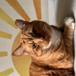 Lost Cat Cheeto