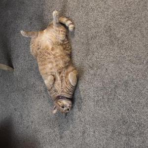 Image of Sunny, Lost Cat