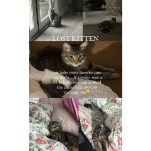 Image of Tedd, Lost Cat