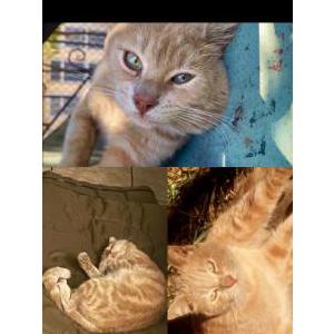 Image of Cheto, Lost Cat