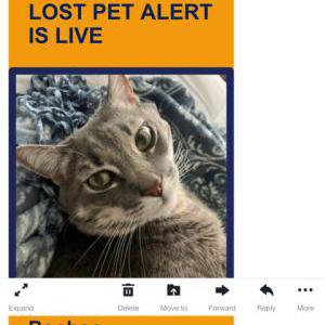 Image of Boo-boo, Lost Cat