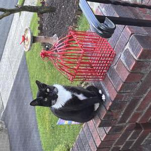 Image of Kesha, Lost Cat