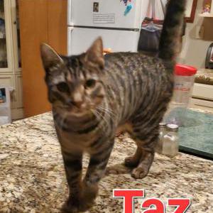 Image of Taz, Lost Cat