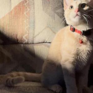 Image of Waverly, Lost Cat