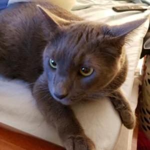 Lost Cat Smokey