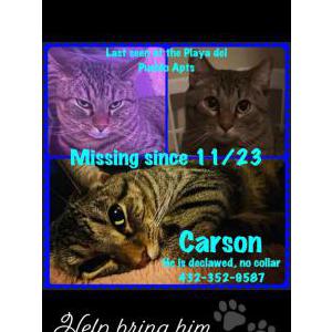 Image of Carson, Lost Cat