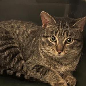 Found Cat Unknown