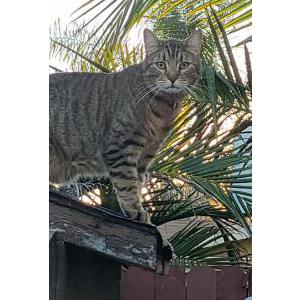 Lost Cat HANSEL