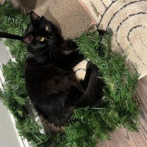 Image of Jett, Lost Cat